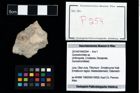 Foto (Objekt + Etikett) von Goniodromites sp.  (NHMW-GEO-2014-0194-0254)